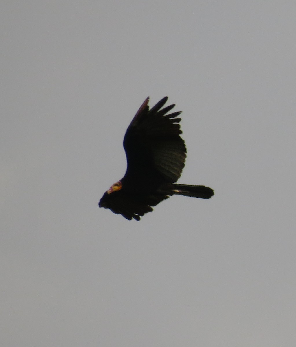 Greater Yellow-headed Vulture - ML405498741