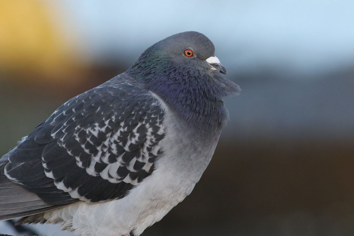 Rock Pigeon (Feral Pigeon) - ML405503921