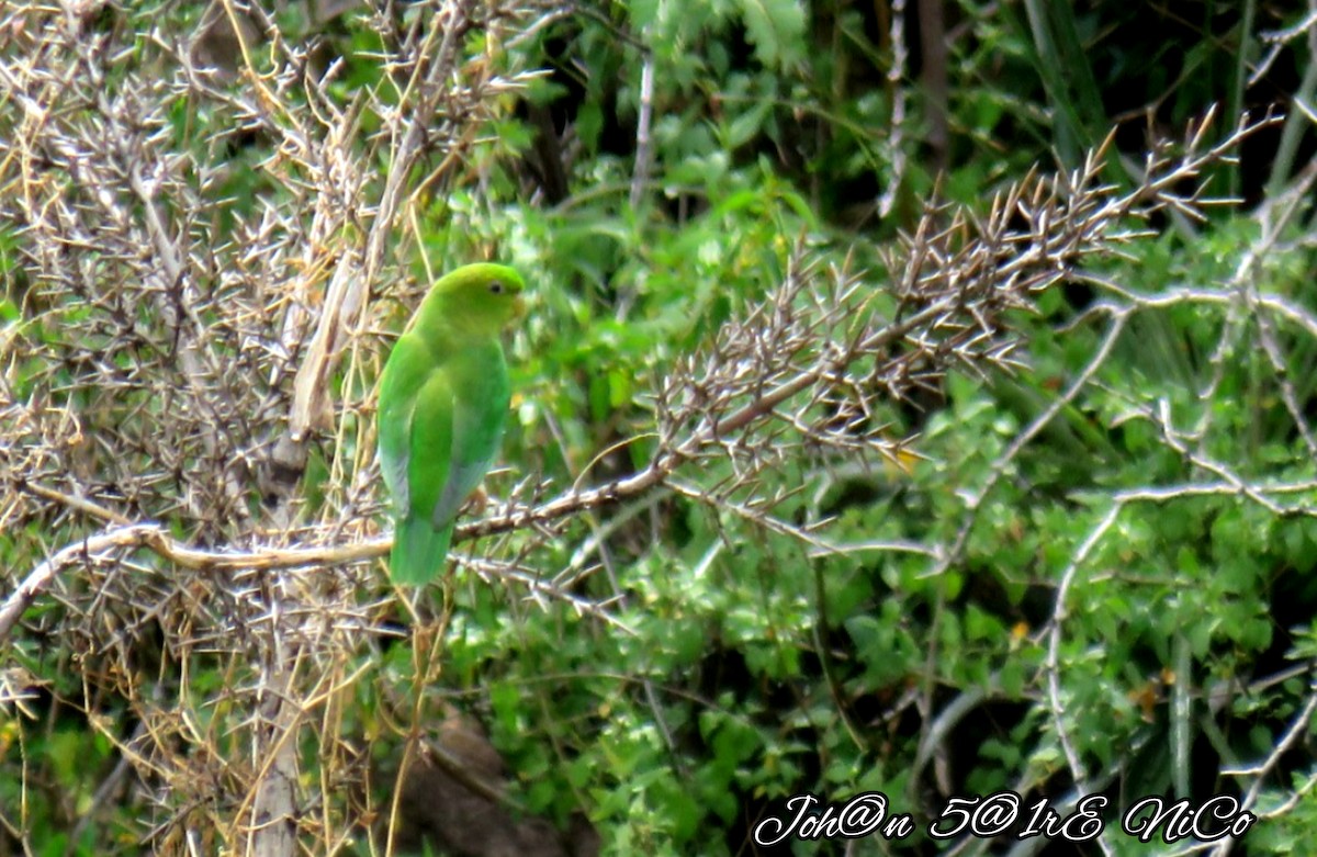 Andean Parakeet - Bucaneros de la Conservación SBC