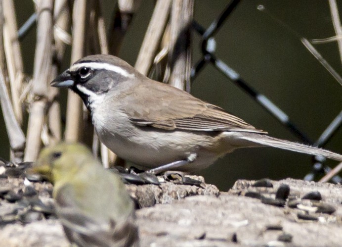 Black-throated Sparrow - bj worth