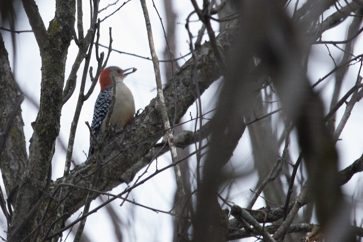 Red-bellied Woodpecker - ML405515221