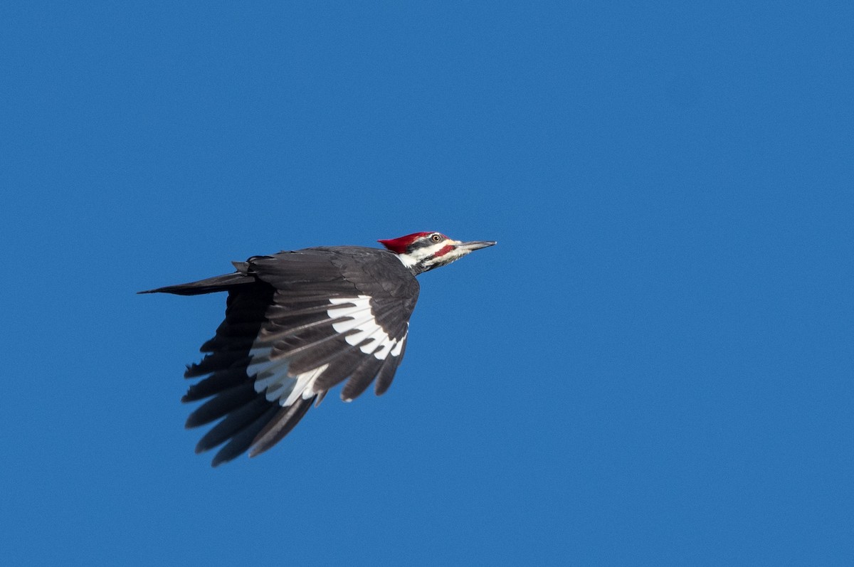 Pileated Woodpecker - William Higgins