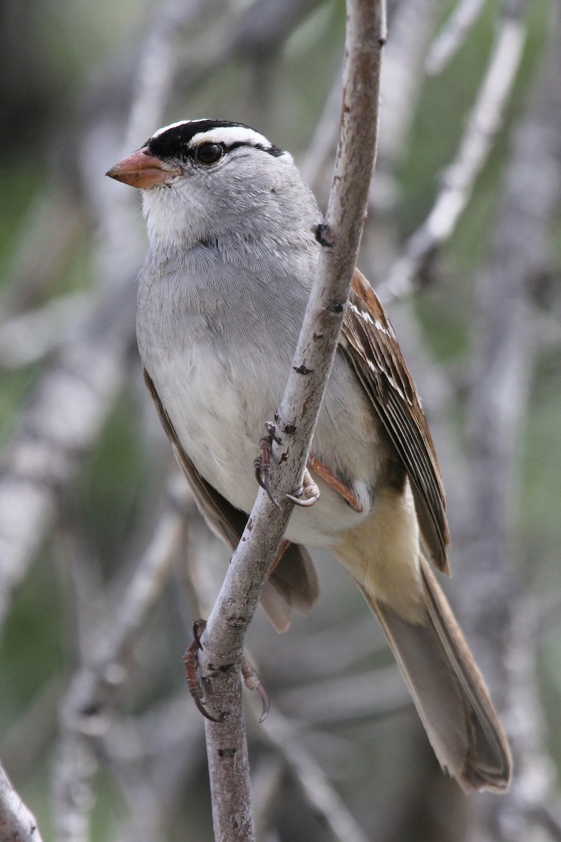 White-crowned Sparrow (oriantha) - ML405528851