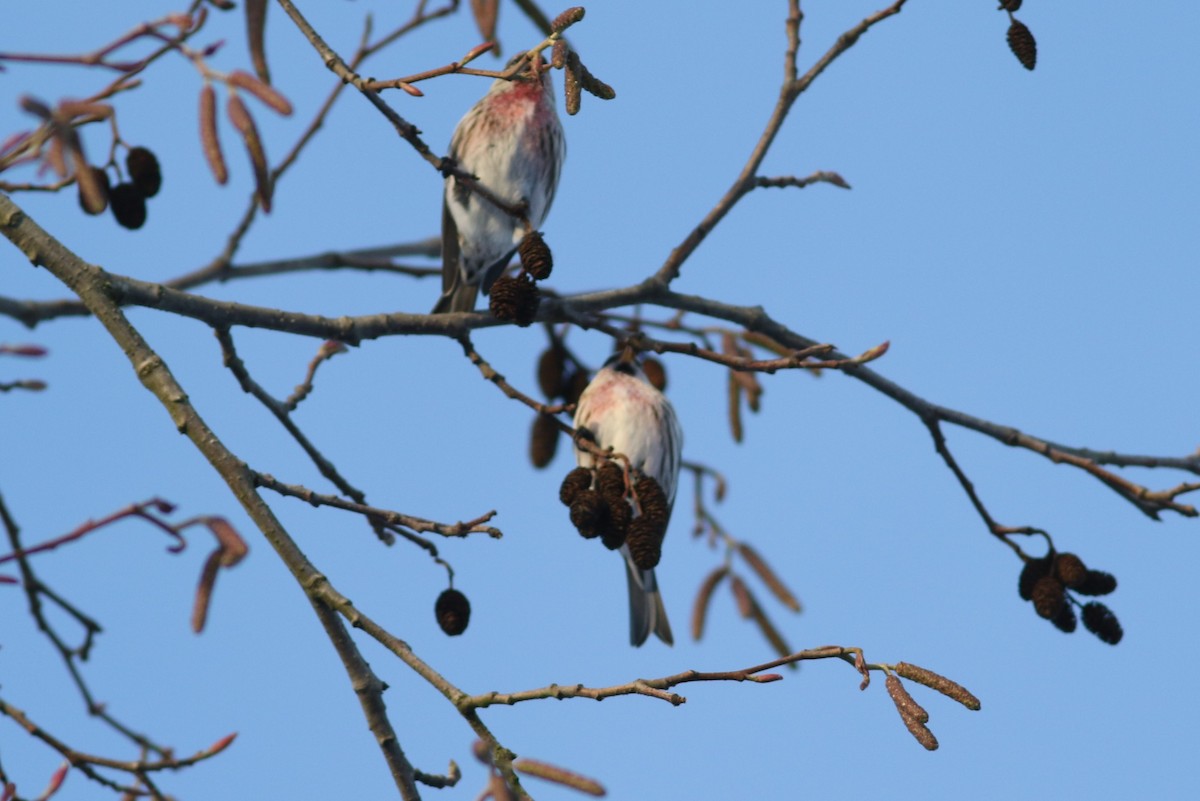 Common Redpoll at Sardis Park by Jonathan Pap