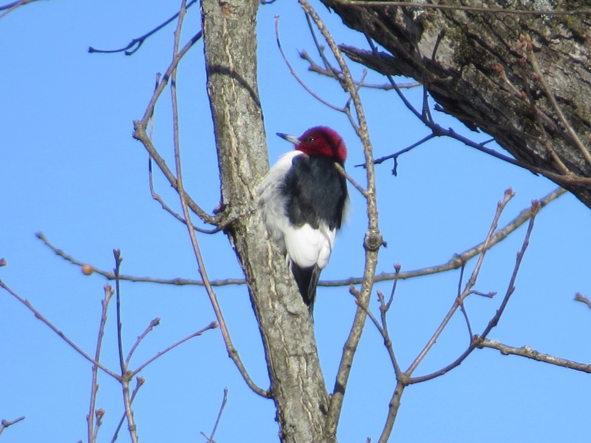 Red-headed Woodpecker - ML405531471