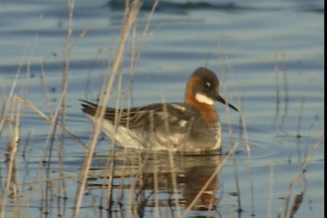  - Red-necked Phalarope