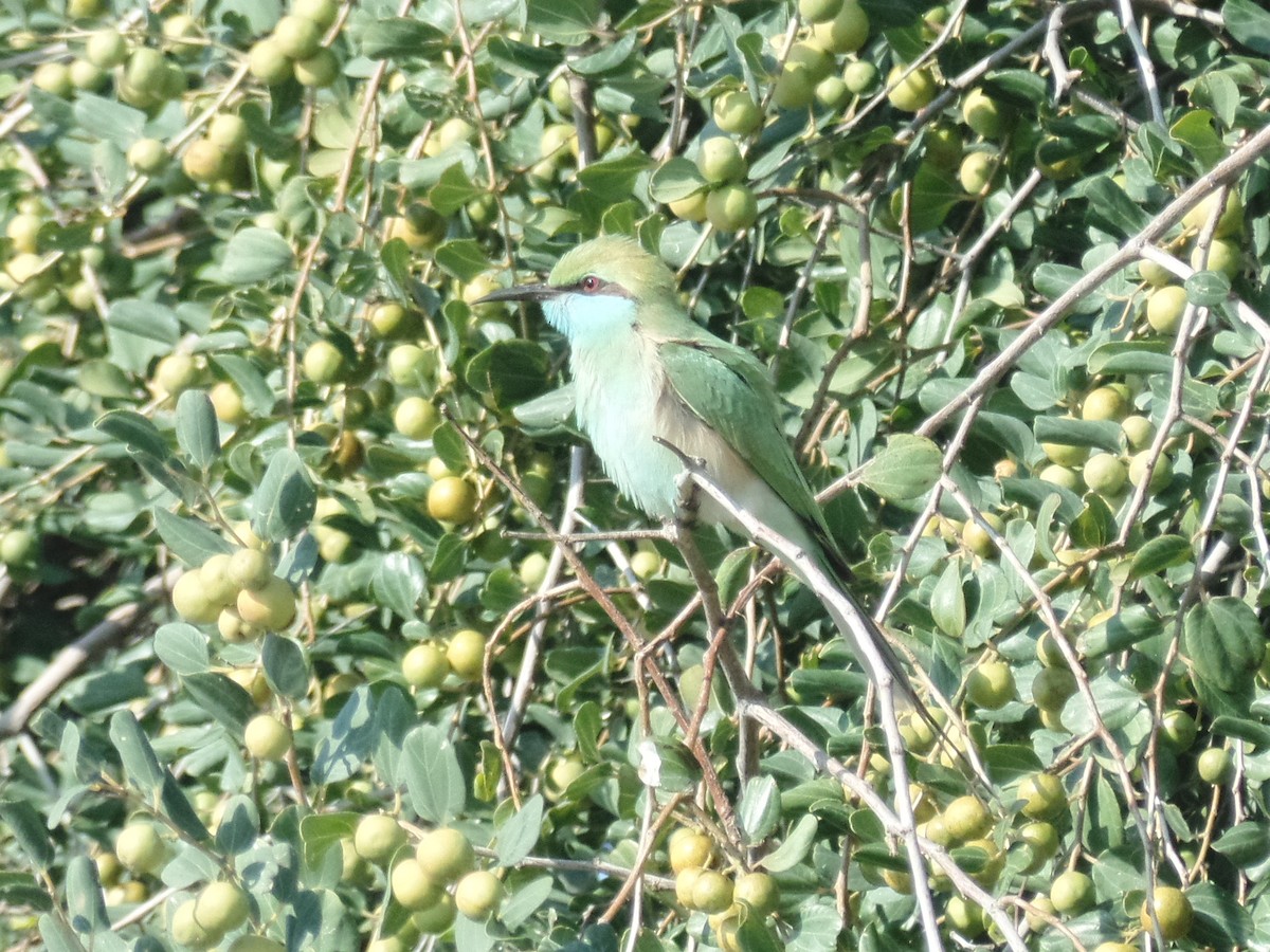 Asian Green Bee-eater - ML405536081