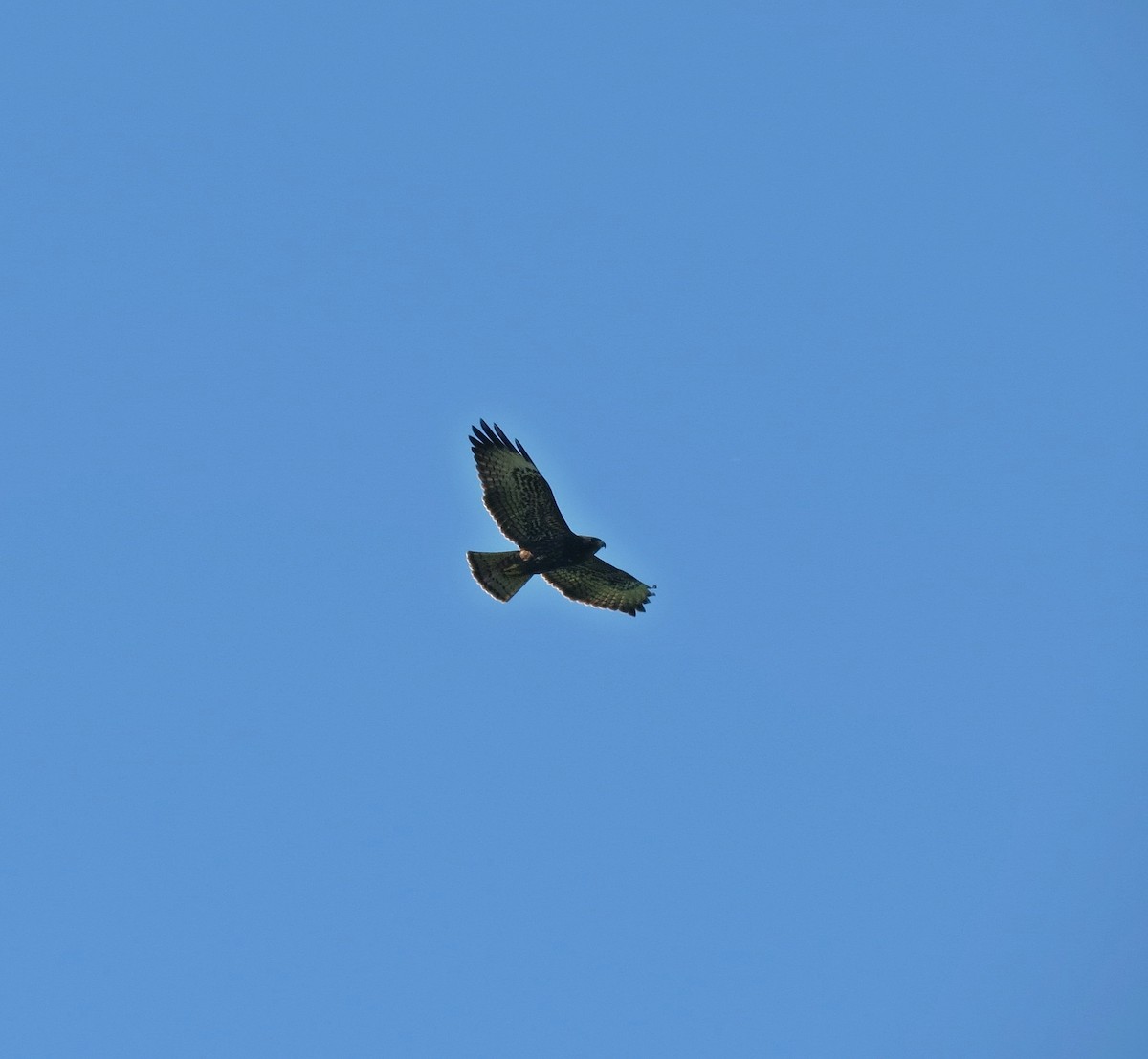Short-tailed Hawk - Robin Diaz