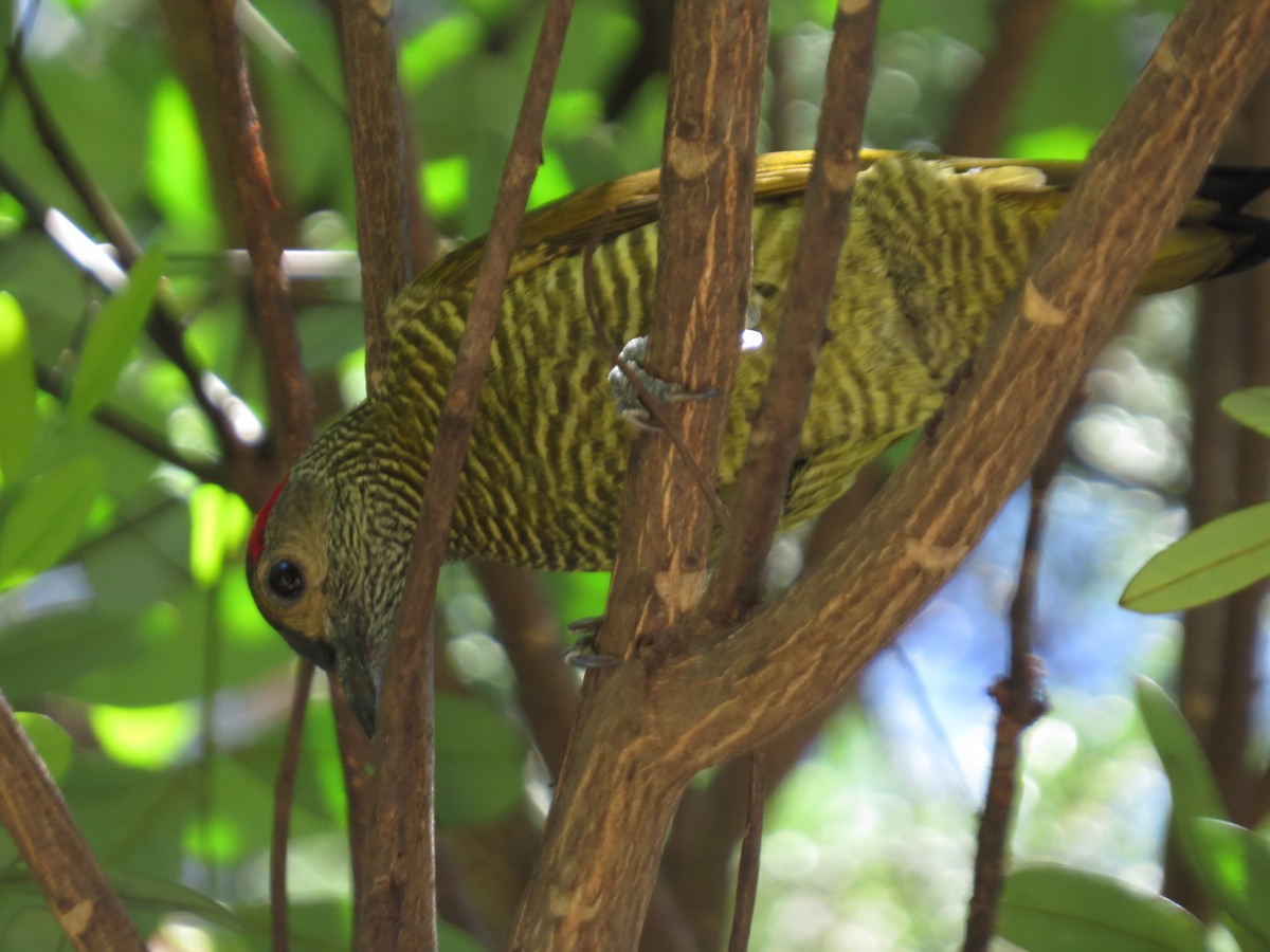 Golden-olive Woodpecker - Guillermo Funes