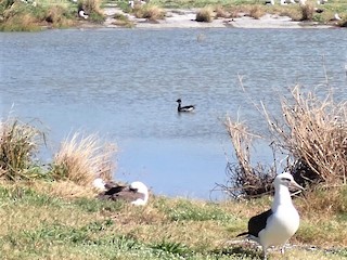 Brant (Black), ML405543331