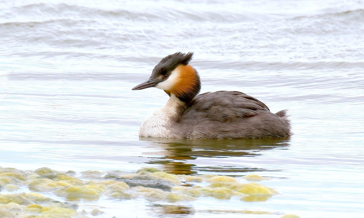 Great Crested Grebe - ML405543751