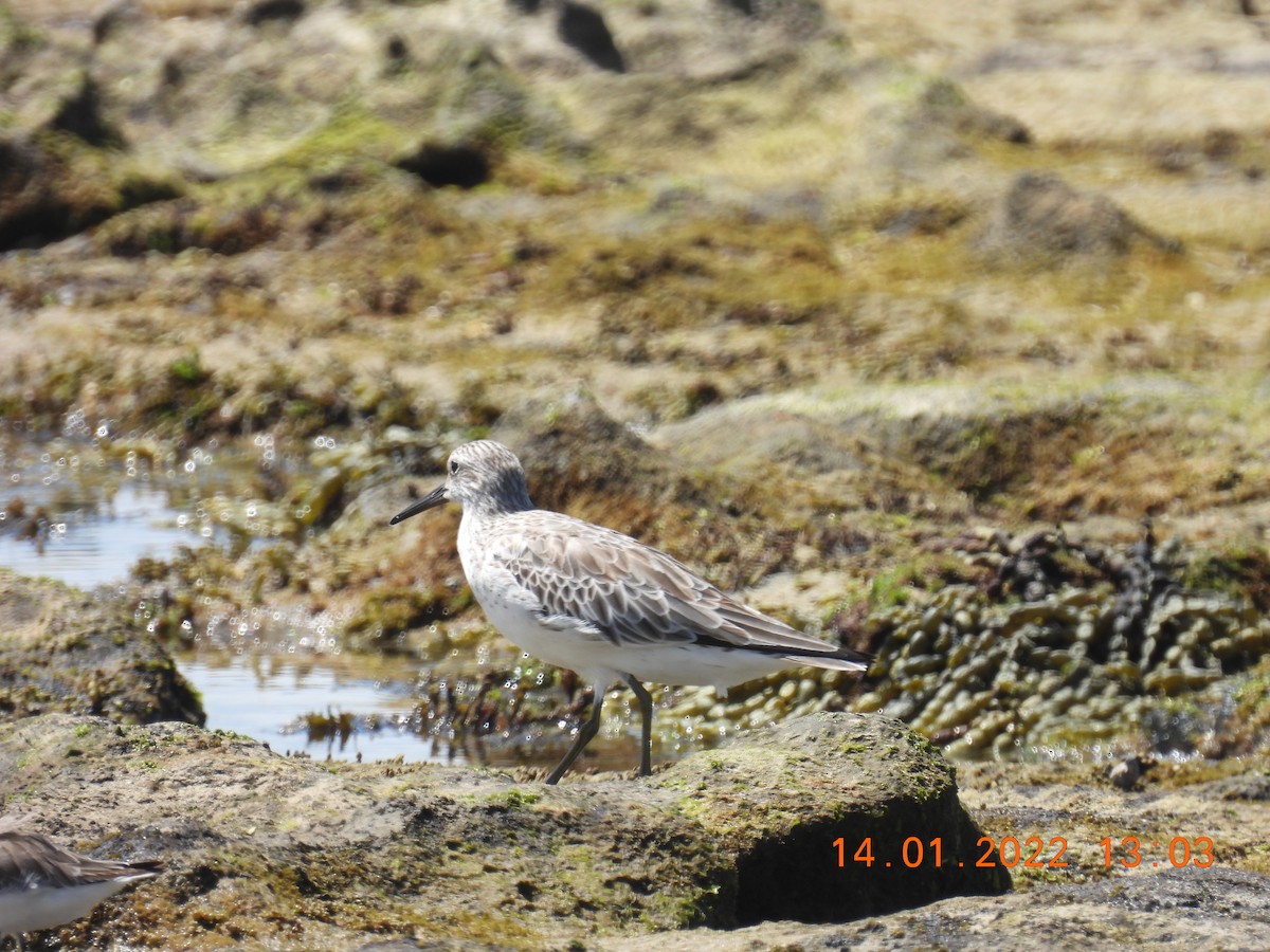 Great Knot - ML405548361