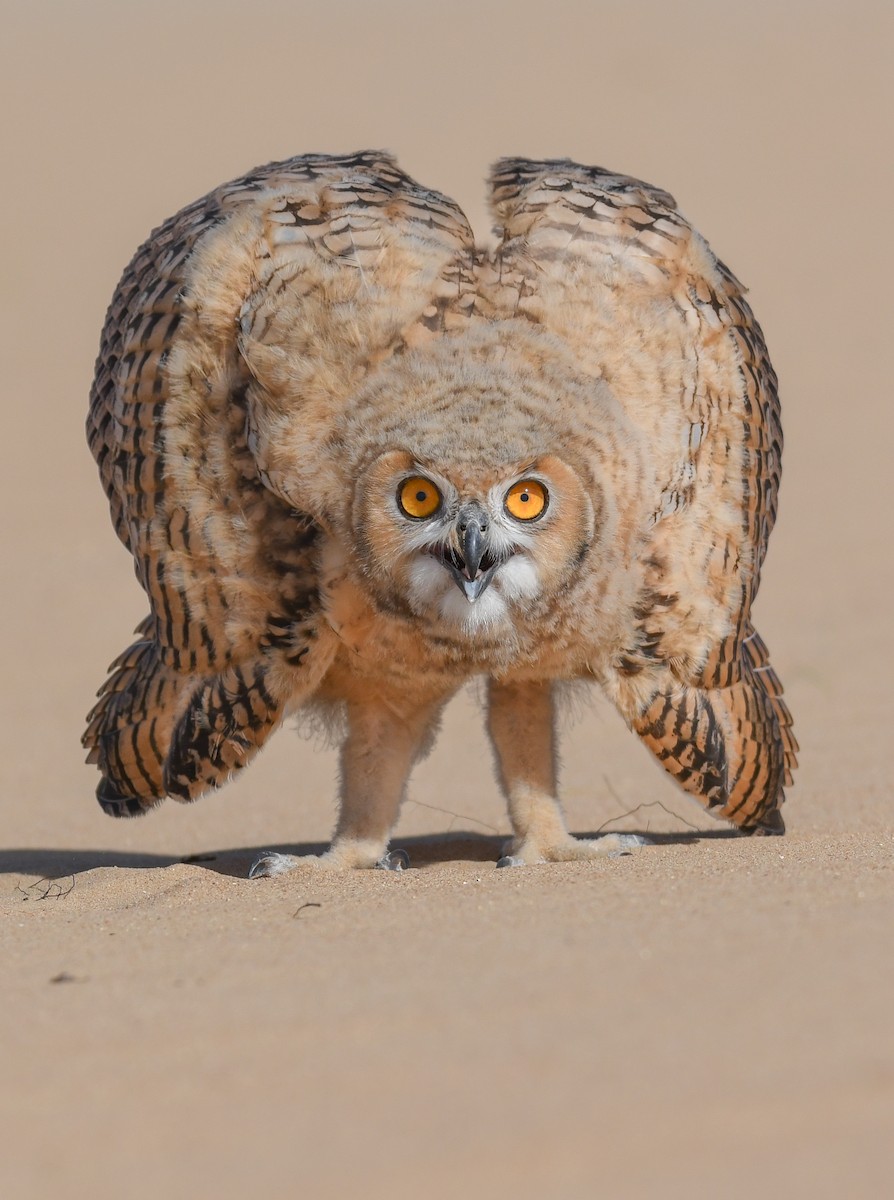 Pharaoh Eagle-Owl - ML405551881