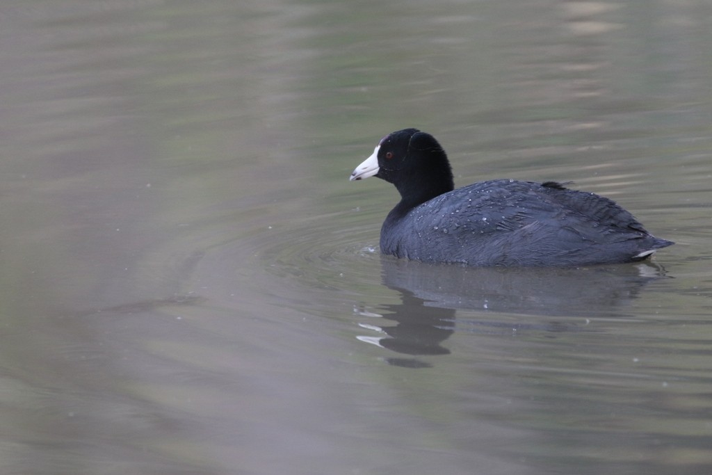 American Coot (Red-shielded) - Maurice Raymond