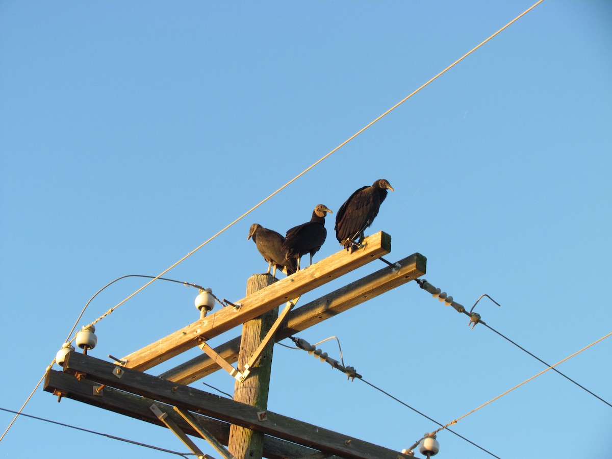 Black Vulture - ML40555381