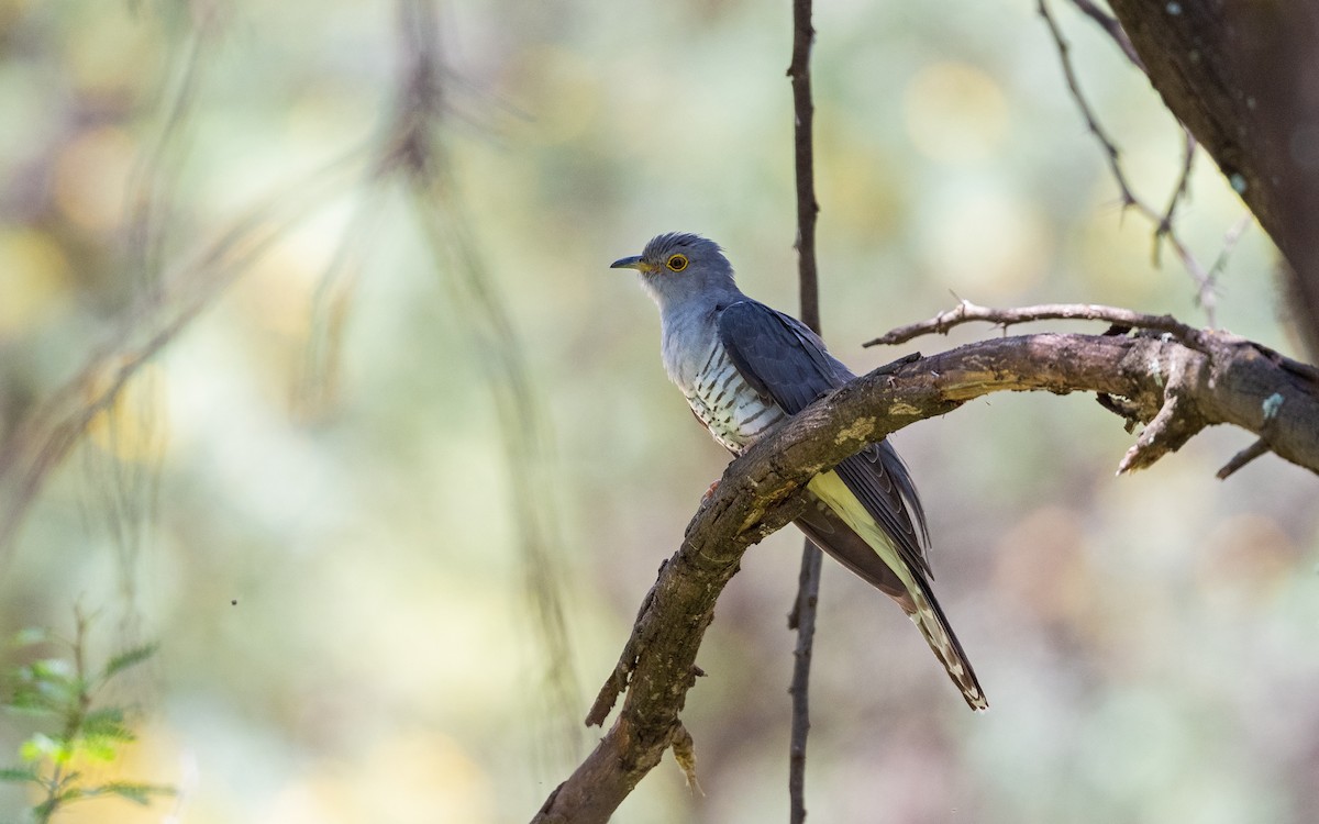Madagascar Cuckoo - ML405556381