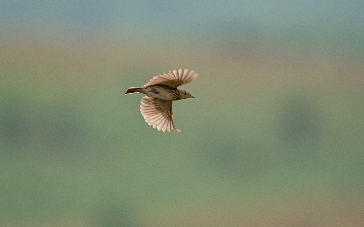 Short-tailed Pipit - ML405557321