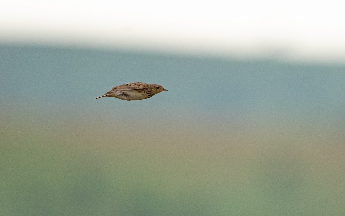 Short-tailed Pipit - Dylan Vasapolli - Birding Ecotours
