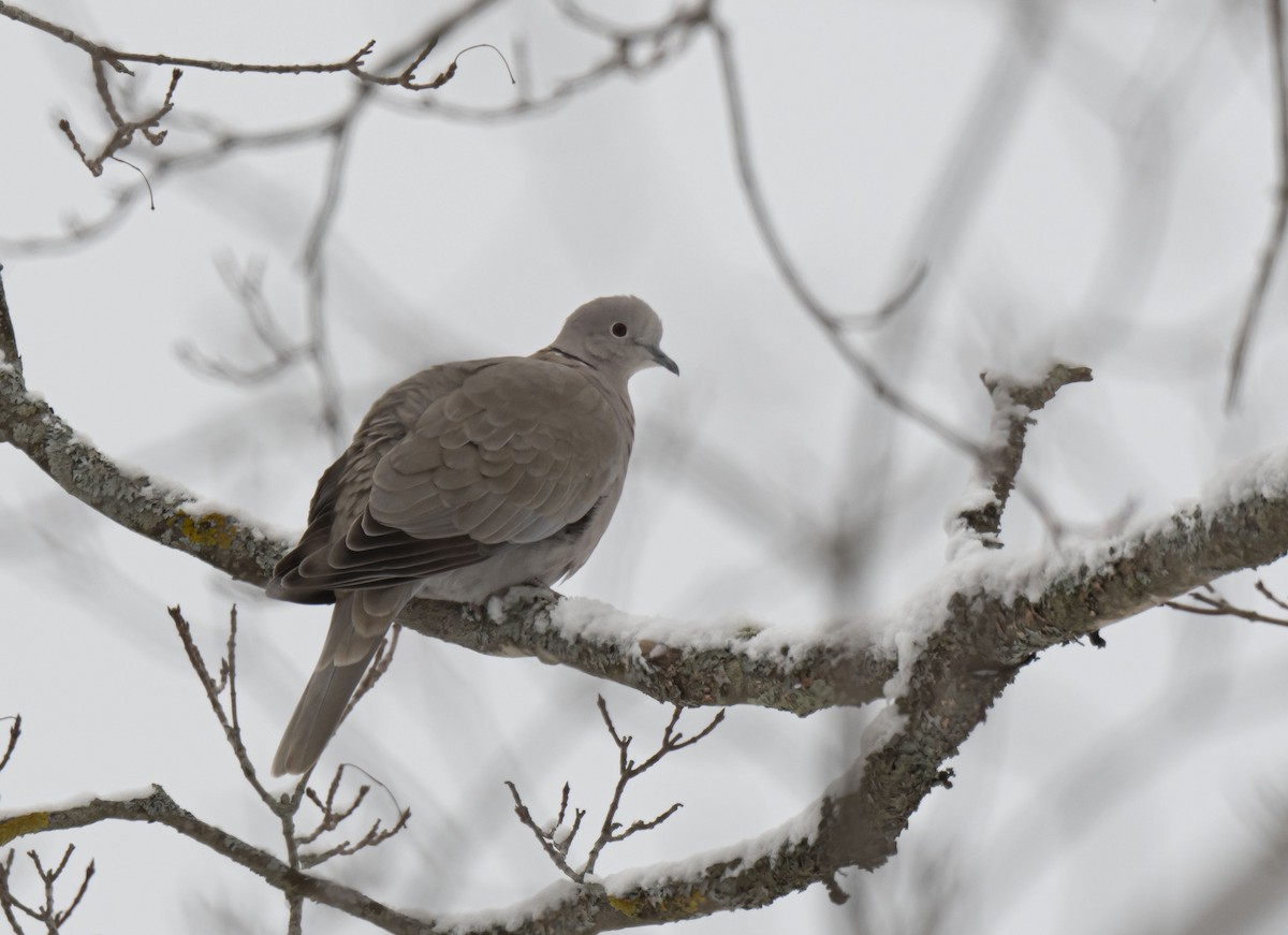 Eurasian Collared-Dove - Ronnie d'Entremont