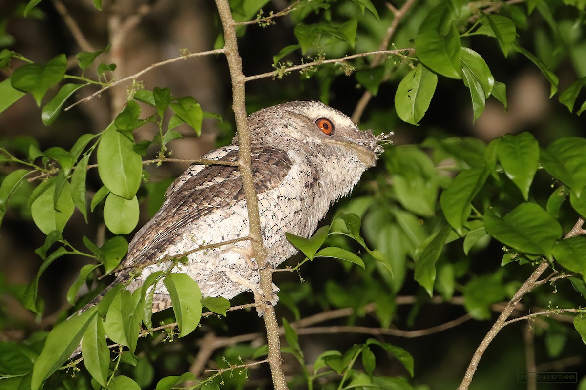 Marbled Frogmouth - ML405566071