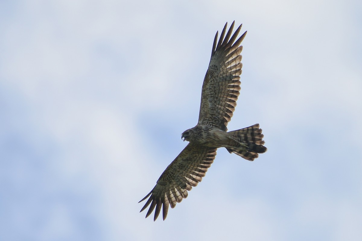 Spotted Harrier - ML405566271