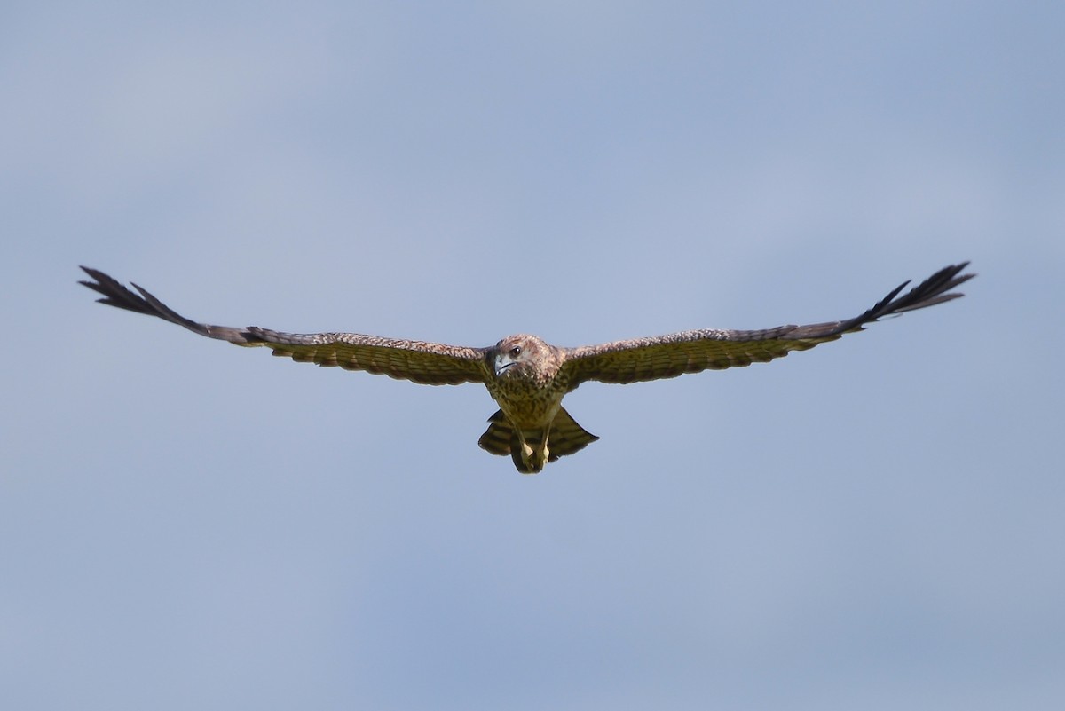 Spotted Harrier - ML405566301