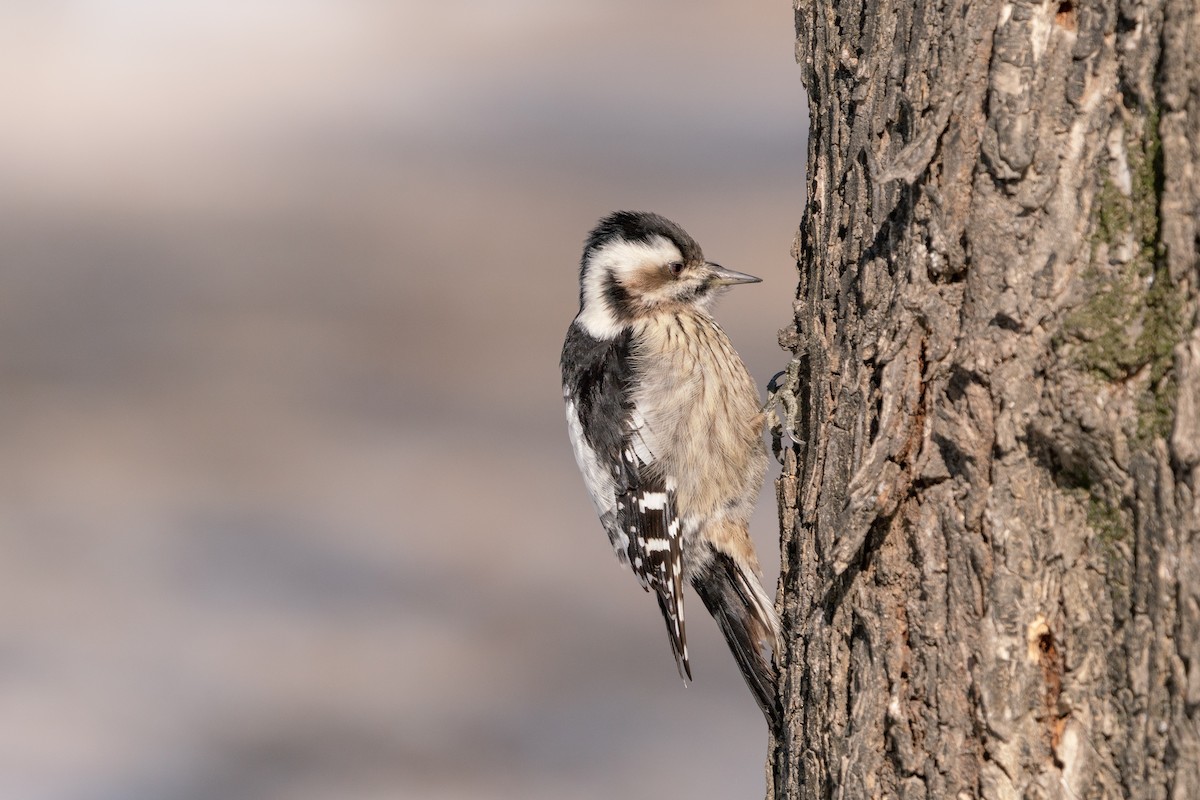 Gray-capped Pygmy Woodpecker - ML405571541