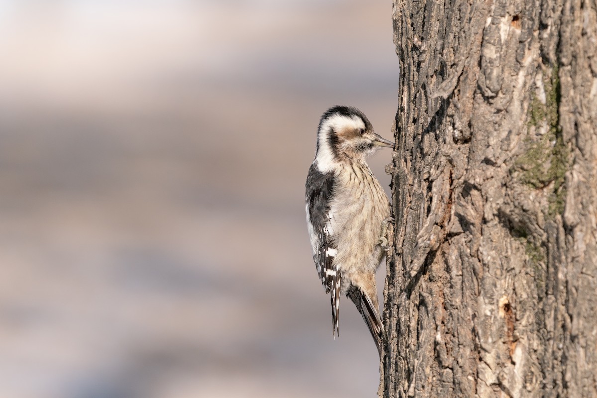 Gray-capped Pygmy Woodpecker - ML405571551