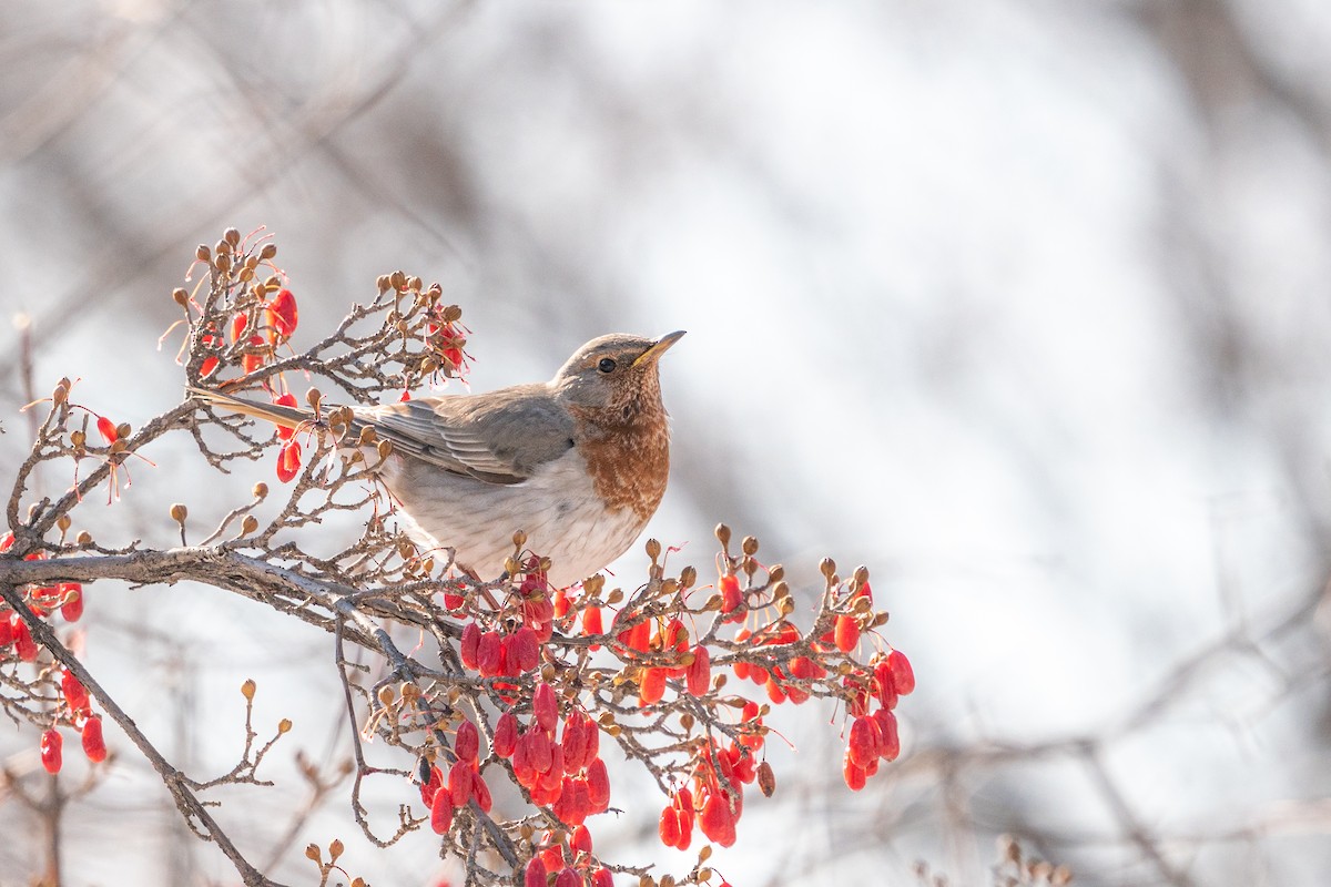 Red-throated Thrush - Andy Lee