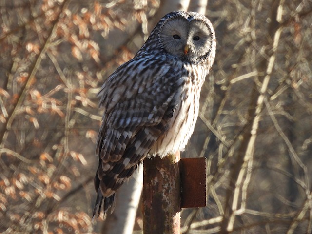 Lateral view (subspecies <em class="SciName notranslate">macroura</em>). - Ural Owl - 