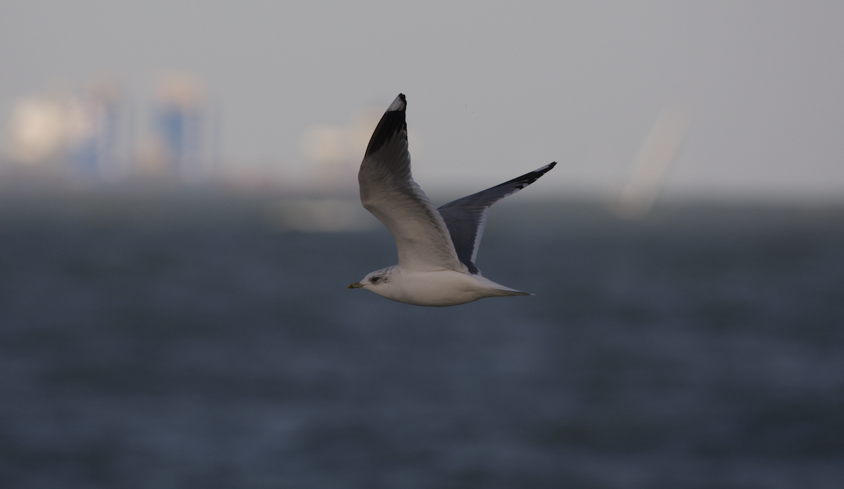 Common Gull - Connor Proudfoot