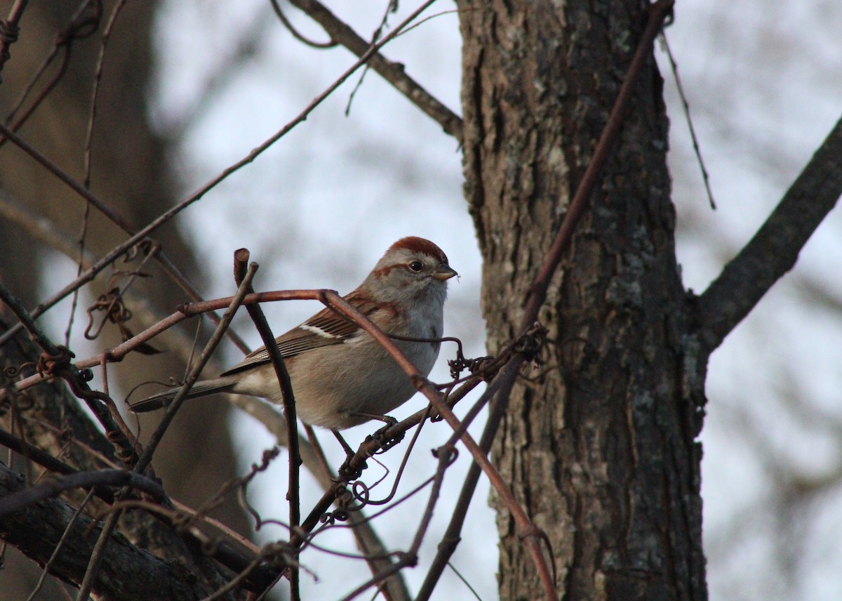 American Tree Sparrow - ML405590021