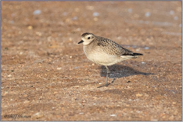 American Golden-Plover has been recorded in Israel. - American Golden-Plover - 