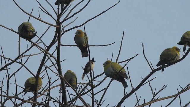 Yellow-footed Green-Pigeon - ML405596801
