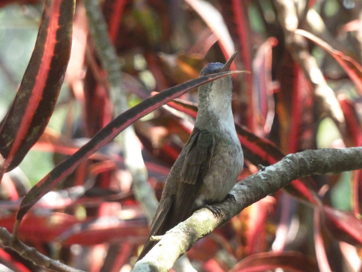 Azure-crowned Hummingbird - ML405607001