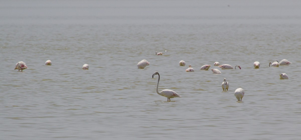 Greater Flamingo - ML405607021