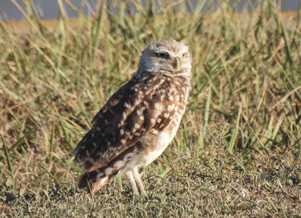 Burrowing Owl - ML405610811