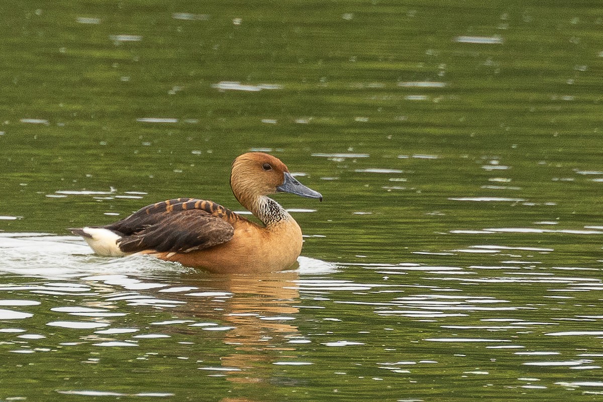 Fulvous Whistling-Duck - ML405614731