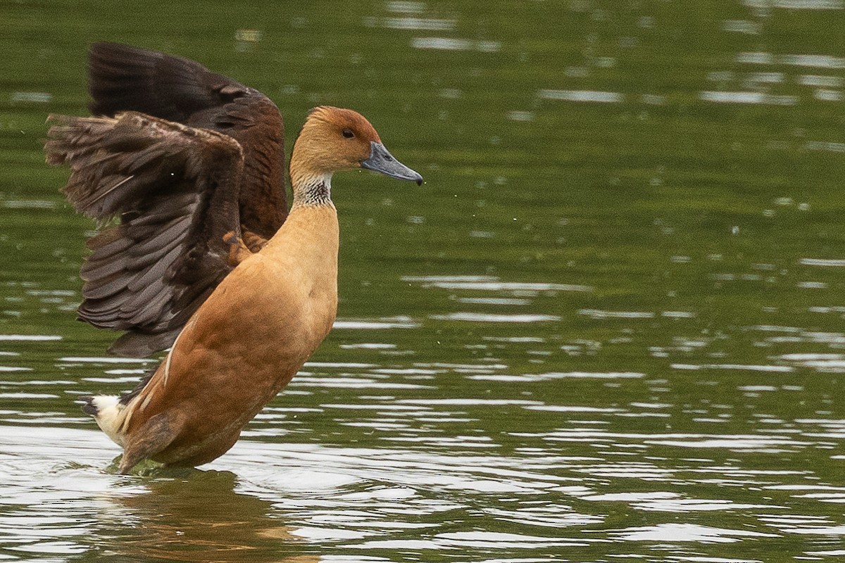 Fulvous Whistling-Duck - ML405614751