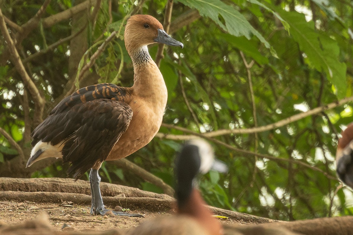 Fulvous Whistling-Duck - ML405614771