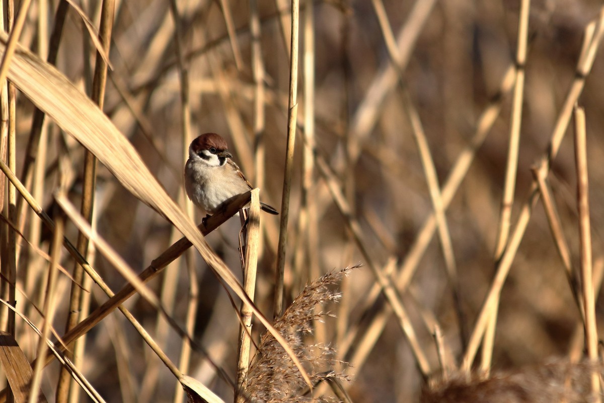 Eurasian Tree Sparrow - ML405615051