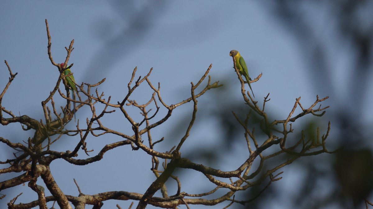 Plum-headed Parakeet - Alok Bhave