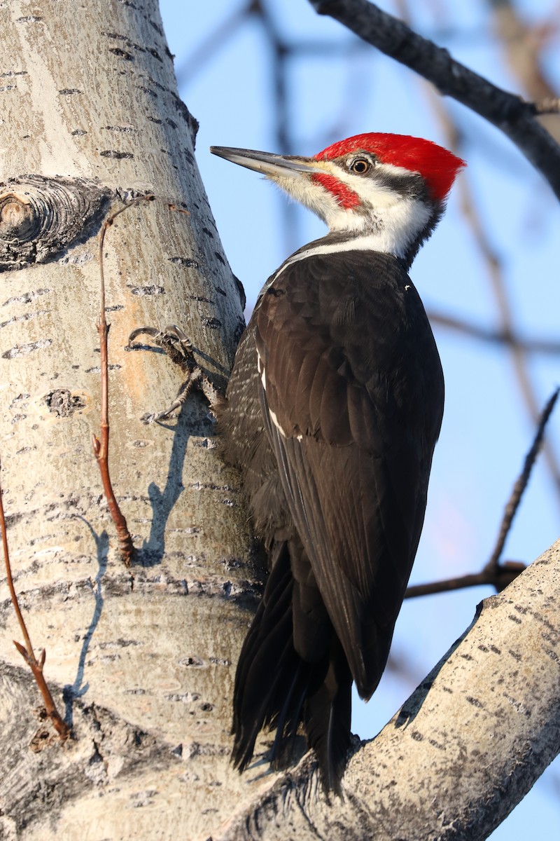Pileated Woodpecker - Elwin Johnson