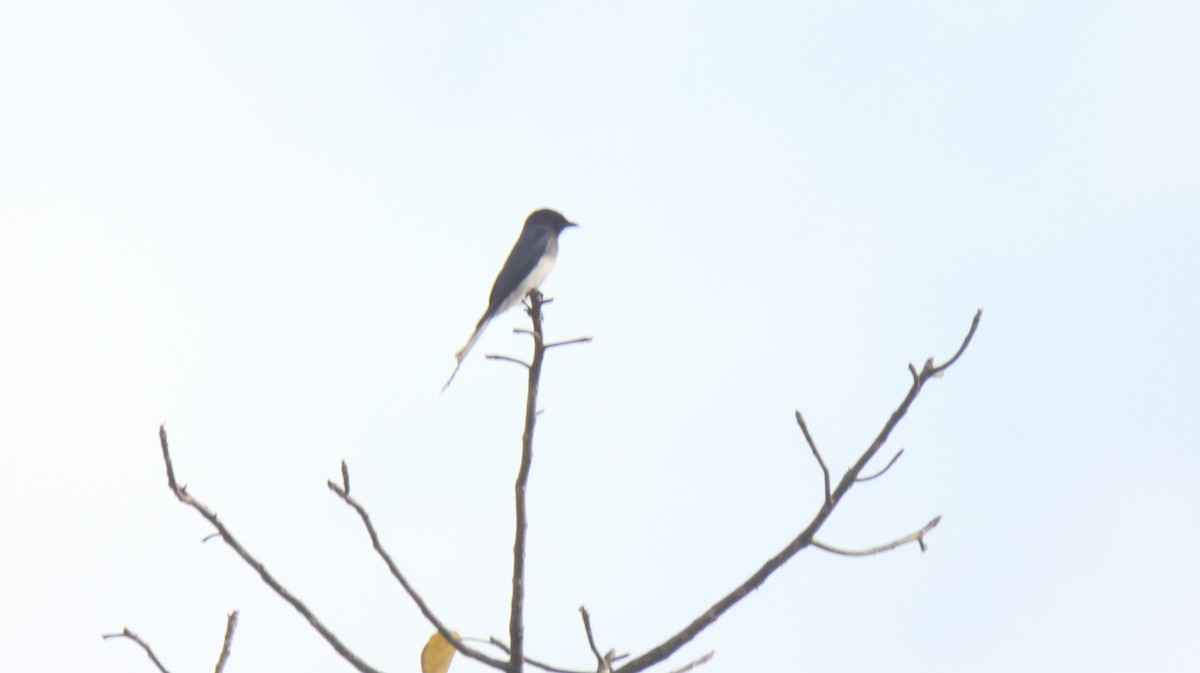 White-bellied Drongo - Alok Bhave