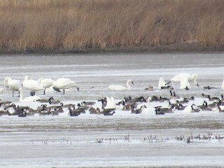 Greater White-fronted Goose, ML40562901