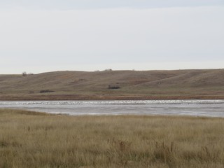 Tundra Swan, ML40563301