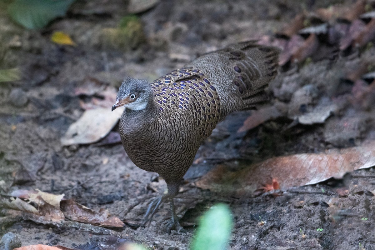 Gray Peacock-Pheasant - Aseem Kothiala