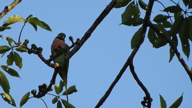 Red-breasted Parakeet - ML405637591