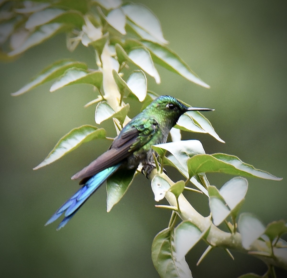 Long-tailed Sylph - ML405637891