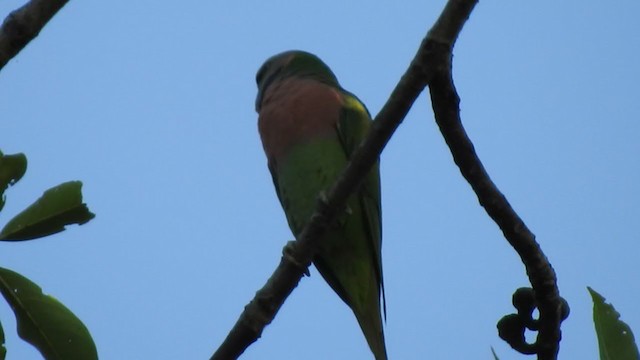 Папужець рожевоволий - ML405638141